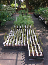 Banded grower pots prepped for sales.
