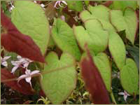 E. grandiflorum Lilafee image