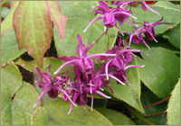 E. grandiflorum 'Purple Prince' image